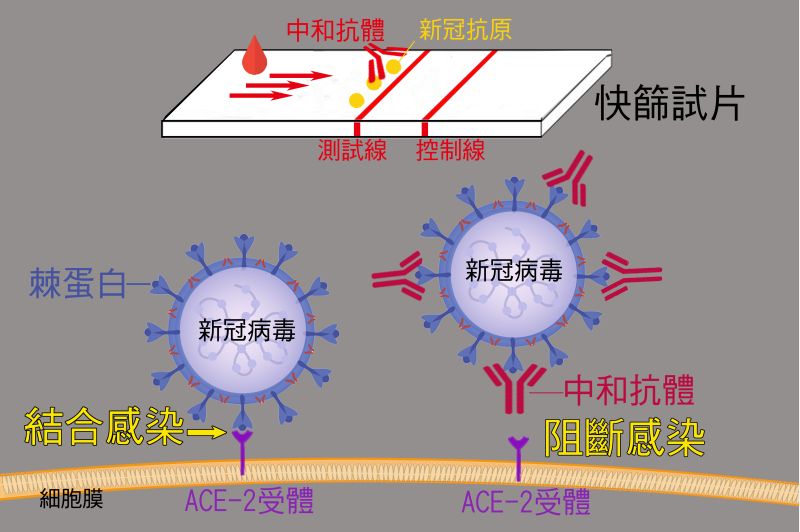 清大與產學團隊合作研發新冠抗體快篩試片  圖片來源：清大