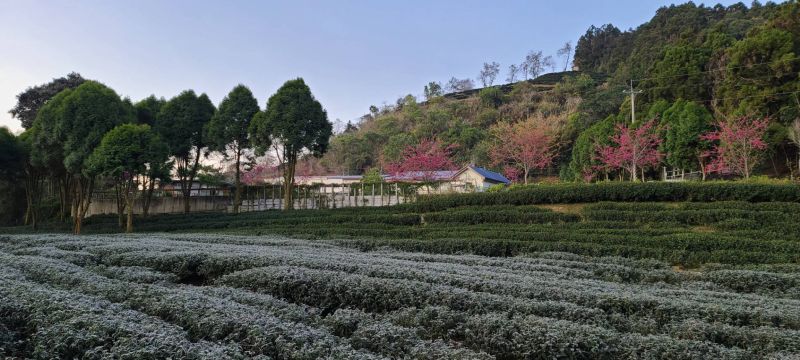 乙盛茗茶產地  圖片來源：記者