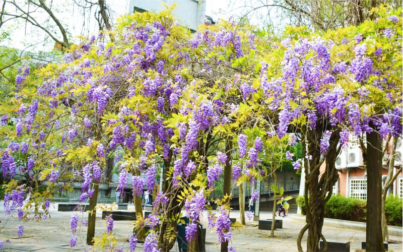華大校園紫藤花怒放,煞是壯觀。 圖片來源:中華大學 華大校園紫藤花怒放,煞是壯觀。 圖片來源:中華大學