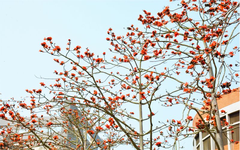 木棉花是華大校園加映場 圖片來源:中華大學 木棉花是華大校園加映場 圖片來源:中華大學