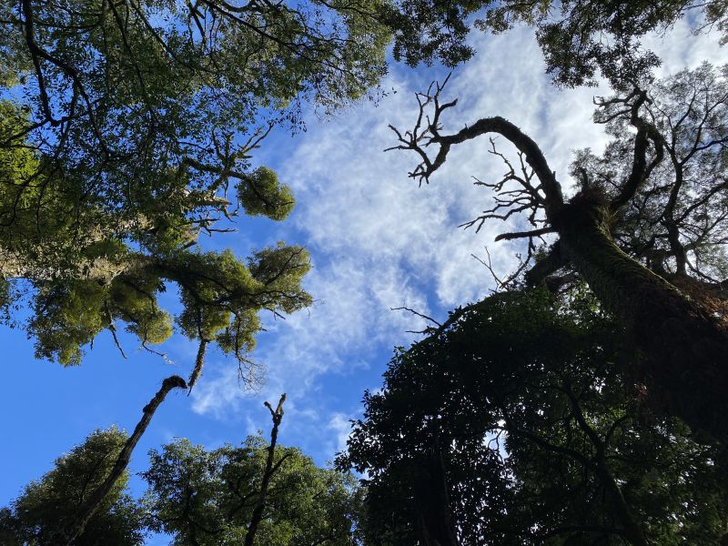 觀霧國家森林遊樂區擁有豐富的林相景觀，作為森林浴首選十分適合。  圖片來源：圈谷資訊股份有限公司