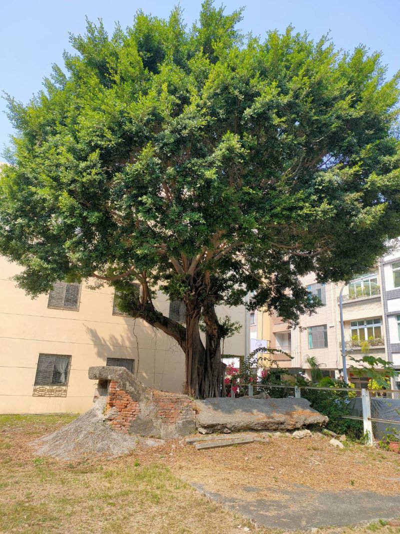 老榕樹 圖片來源:記者 老榕樹 圖片來源:記者