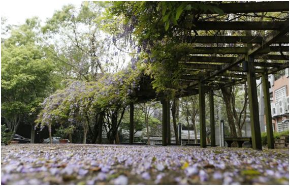 紫藤花瓣灑落一地,為校園增添許多浪漫氣息。 圖片來源:中華大學 紫藤花瓣灑落一地,為校園增添許多浪漫氣息。 圖片來源:中華大學