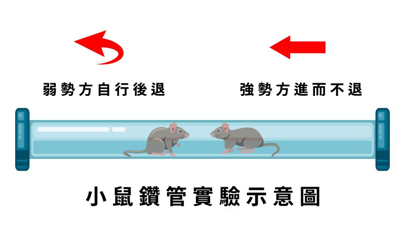 老鼠鑽管實驗示意圖  圖片來源：清大