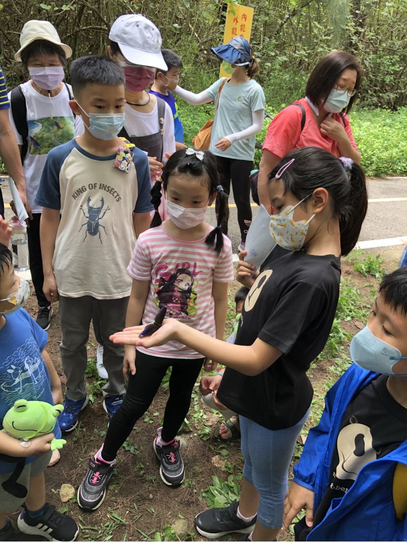 雄性紫斑蝶腹部具有一對黃色球狀構造，稱做「毛筆器」，能夠伸縮自如，除了求偶也用來嚇阻天敵，為了逃過一命，偶爾會使出「裝死」這項秘密武器。  圖片來源：新竹林管處