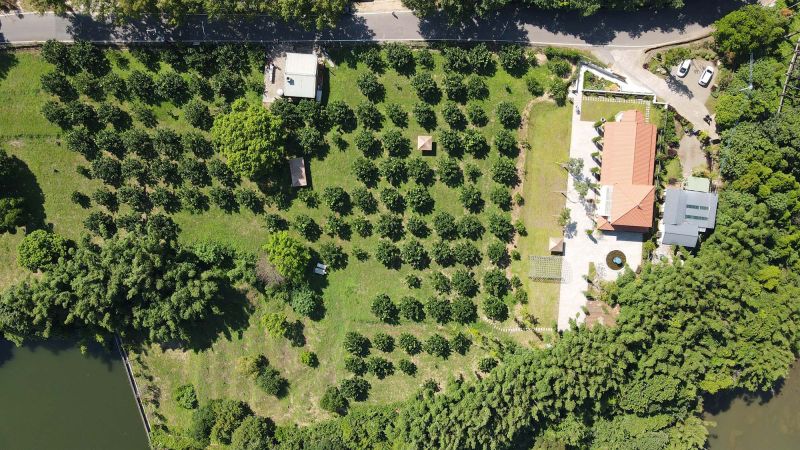 十二寮天使教堂旁的「天使農場」,種植香甜多汁的天使文旦,傳遞善、分享愛。 圖片來源:仁愛基金會 十二寮天使教堂旁的「天使農場」,種植香甜多汁的天使文旦,傳遞善、分享愛。 圖片來源:仁愛基金會