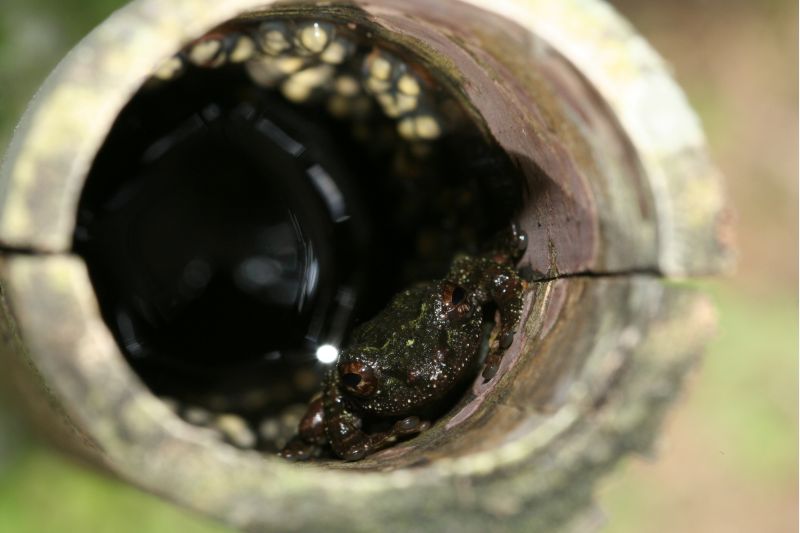 艾氏樹蛙公蛙孵卵  圖片來源：東眼山自然教育中心