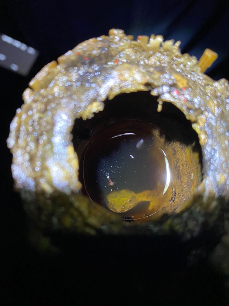 艾氏樹蛙的蝌蚪在竹筒中  圖片來源：東眼山自然教育中心