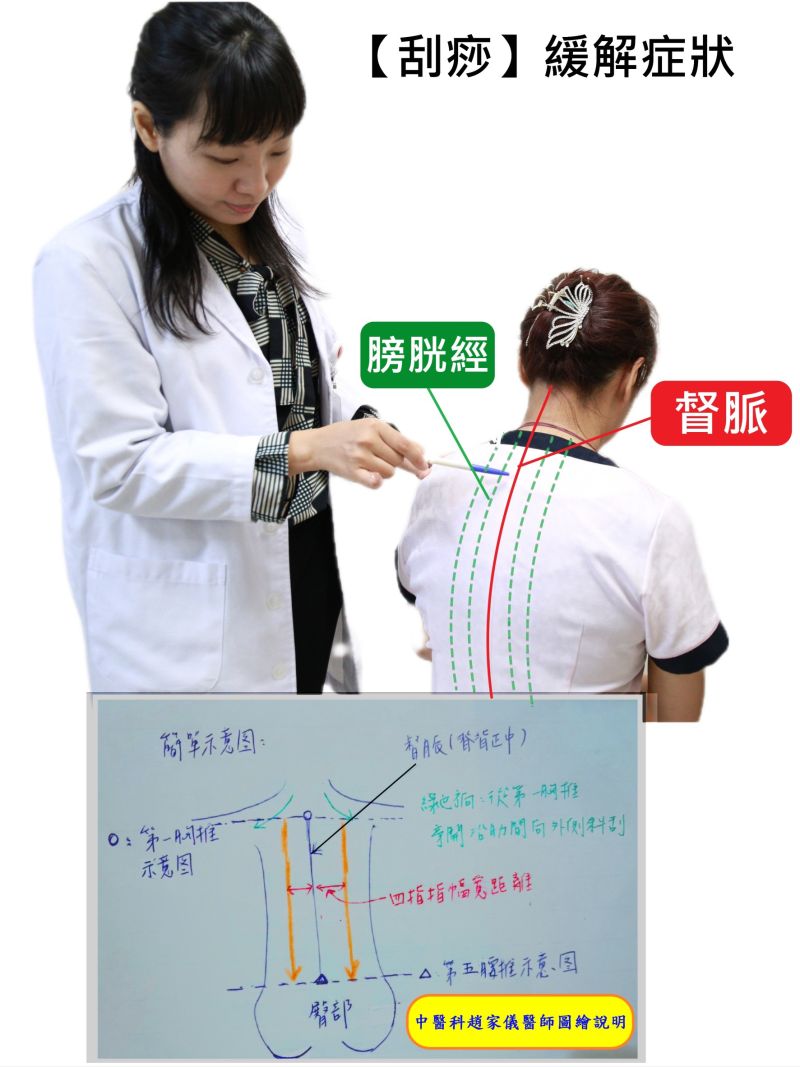 『膀胱經』刮痧治療位置區(距離脊椎骨外側2個指頭距離) 『膀胱經』刮痧治療位置區(距離脊椎骨外側2個指頭距離)