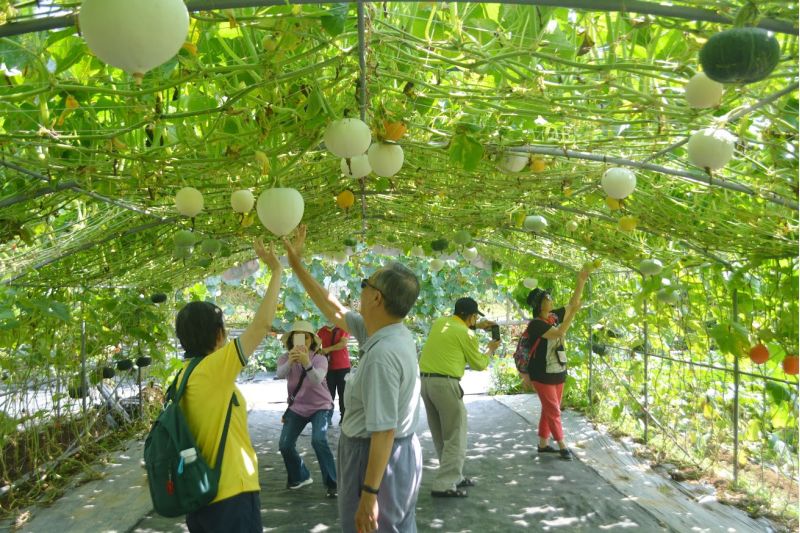 色彩繽紛的南瓜隧道每年都吸引眾多遊客前來打、拍照 色彩繽紛的南瓜隧道每年都吸引眾多遊客前來打、拍照