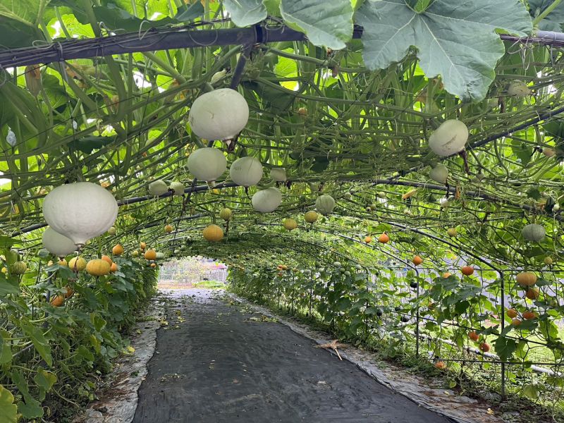 南瓜隧道中種植不同品種南瓜,結果後呈現色彩繽紛 南瓜隧道中種植不同品種南瓜,結果後呈現色彩繽紛