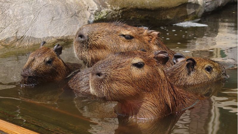 泡在水裡一圖涼快的福豚家族  圖片來源：六福莊