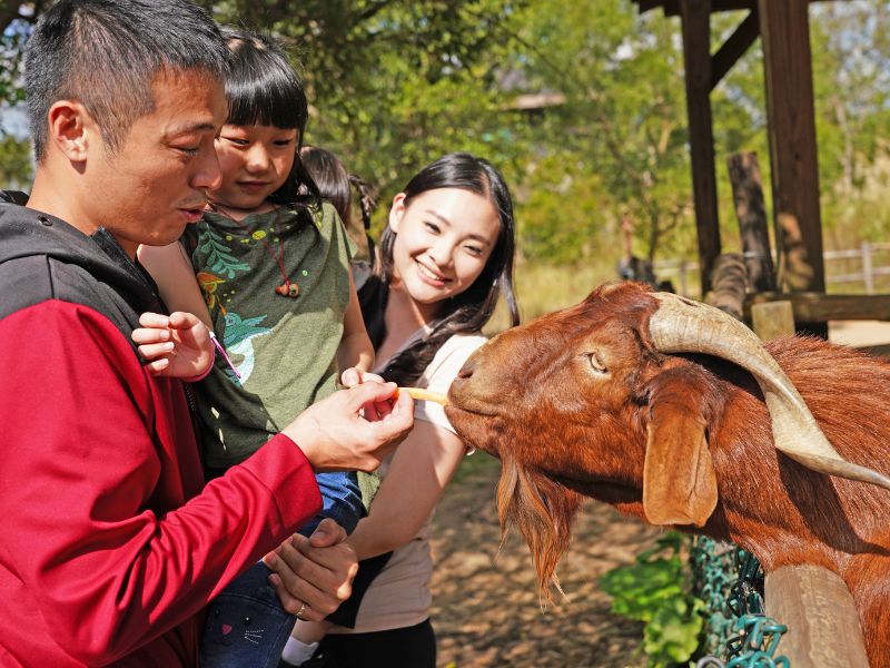 關西六福莊邀請遊客以親近動物建立愛護生態之心,首推全齡層皆友善的「草原歷險」。 圖片來源:六福莊 關西六福莊邀請遊客以親近動物建立愛護生態之心,首推全齡層皆友善的「草原歷險」。 圖片來源:六福莊
