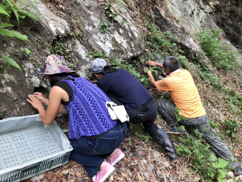 烏信隧道口搶救大葉火焰草  圖片來源：新竹林業分署