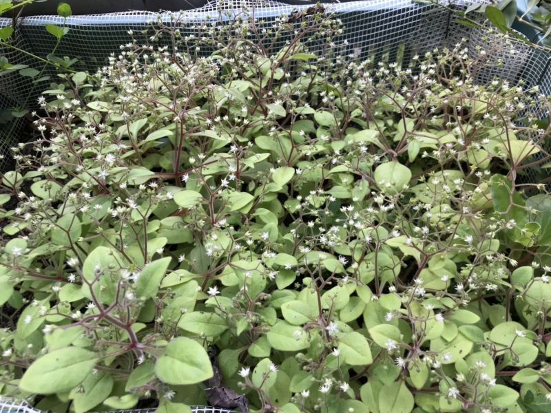 烏來工作站培育的大葉火焰草開花結果  圖片來源：新竹林業分署