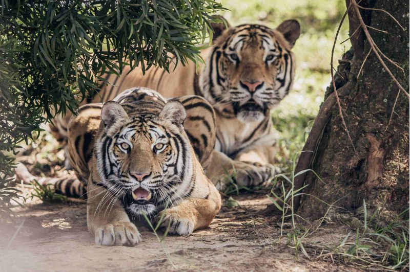 六福村八月將復刻經典的動物園自駕遊 圖片來源:六福村 六福村八月將復刻經典的動物園自駕遊 圖片來源:六福村