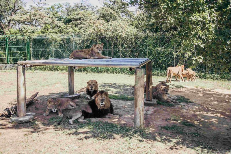 八月限定的「勇闖猛獸島」可一睹頂級獵食者的風采 圖片來源:六福村 八月限定的「勇闖猛獸島」可一睹頂級獵食者的風采 圖片來源:六福村