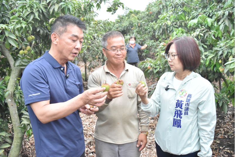 (圖四)與黃飛鳳議員考察大樹玉荷包因風災影響採收情況 (圖四)與黃飛鳳議員考察大樹玉荷包因風災影響採收情況