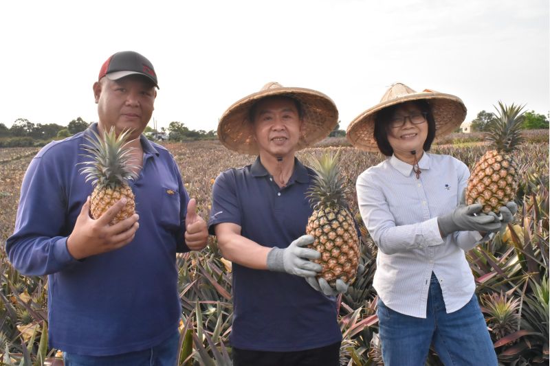 (圖五)與黃飛鳳議員共同推校大樹金鑽鳳梨 (圖五)與黃飛鳳議員共同推校大樹金鑽鳳梨