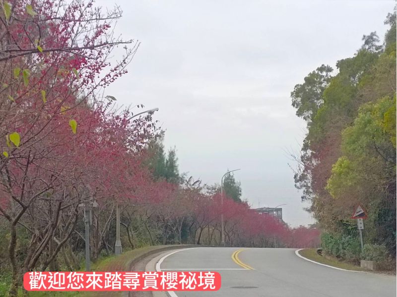 踏尋櫻花秘境 圖片來源:記者 踏尋櫻花秘境 圖片來源:記者